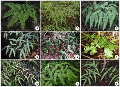 Phylogeny and Taxonomy on Cryptic Species of Forked Ferns of Asia